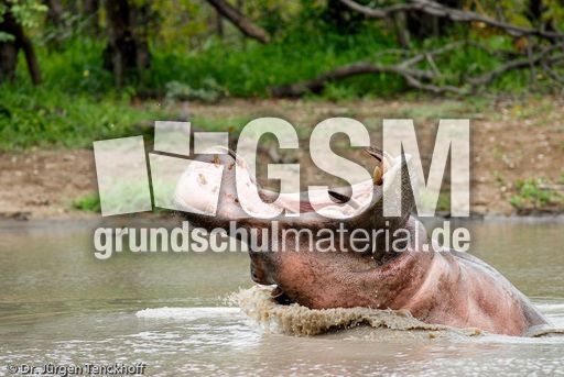 Flusspferd (86 von 104).jpg